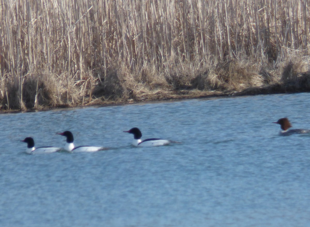 Common Merganser - ML546198471