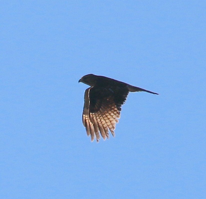 Sharp-shinned Hawk - ML546198521