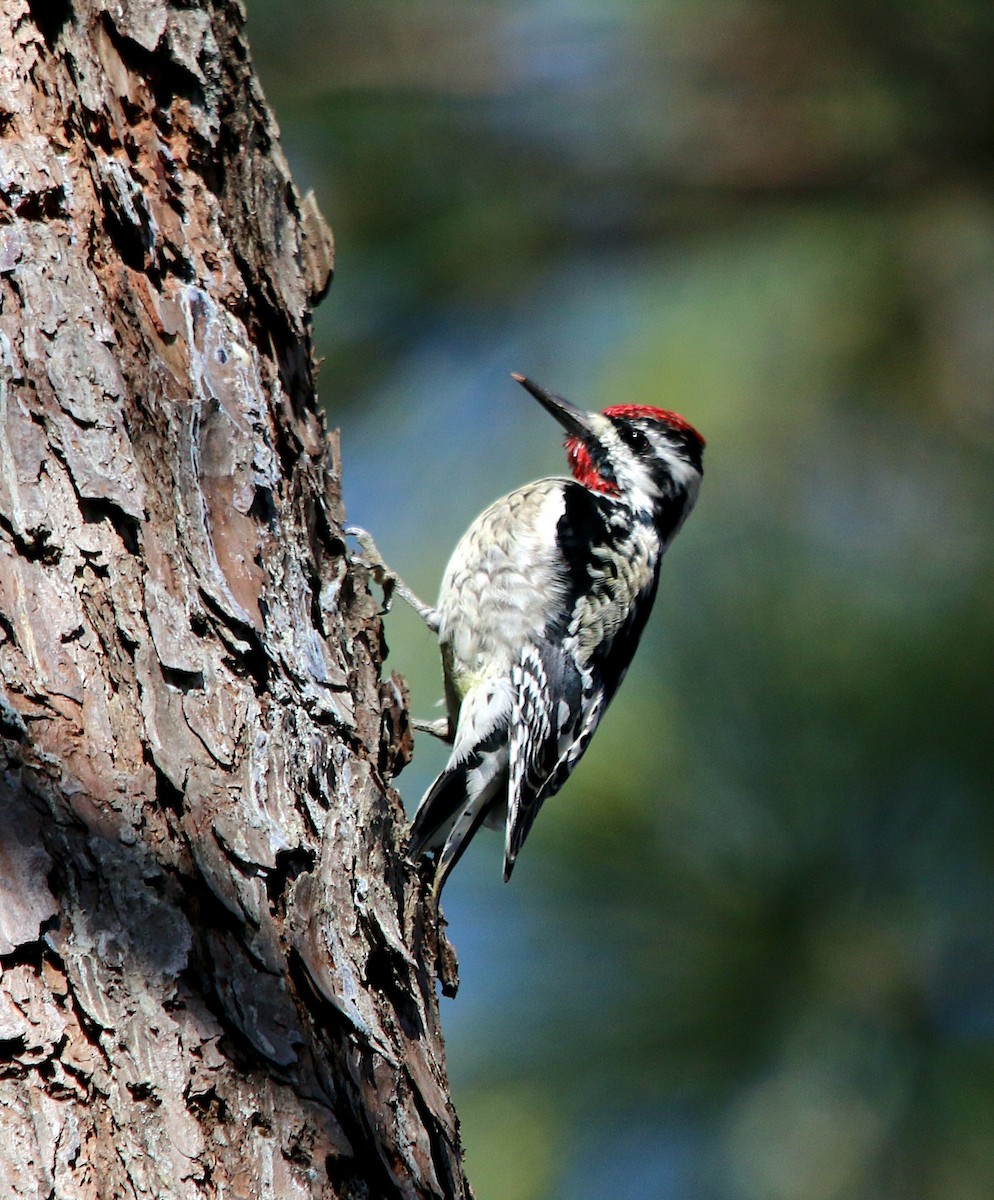 Yellow-bellied Sapsucker - Lori White