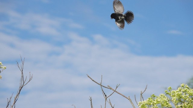 Blue-black Grassquit - ML546198611