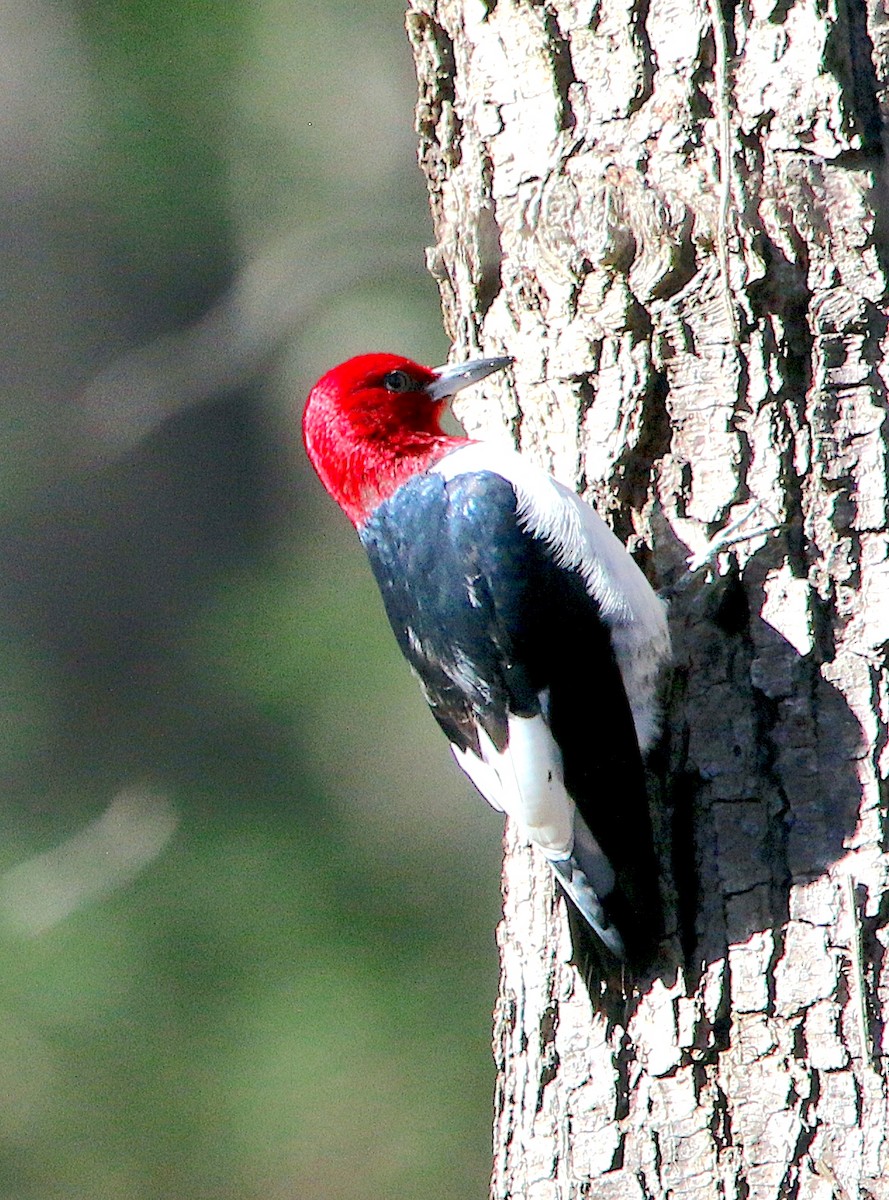 Red-headed Woodpecker - Lori White