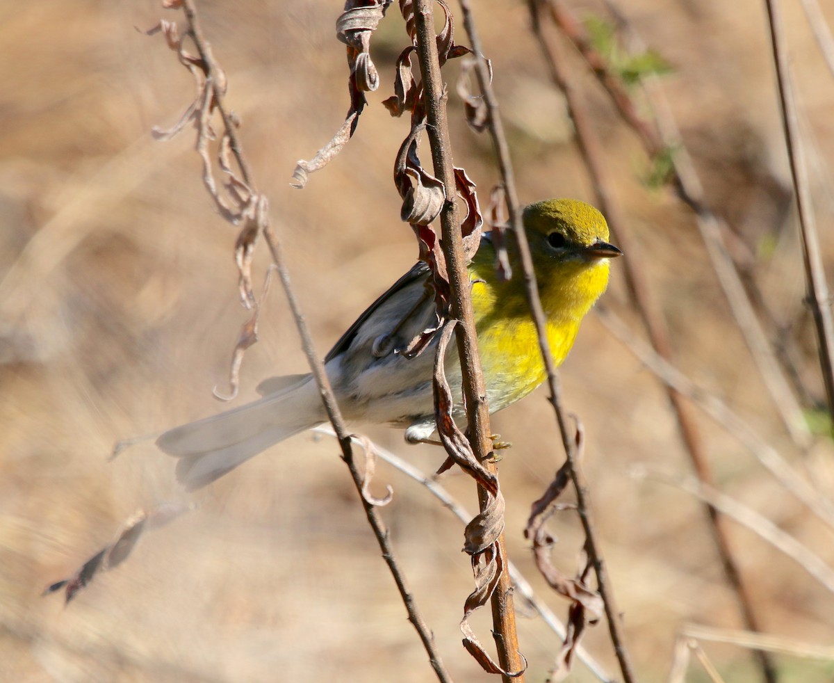 Pine Warbler - ML546198871