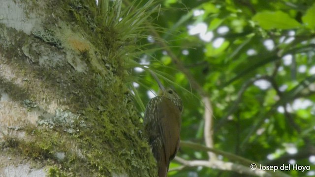 Grimpar moucheté - ML546200111