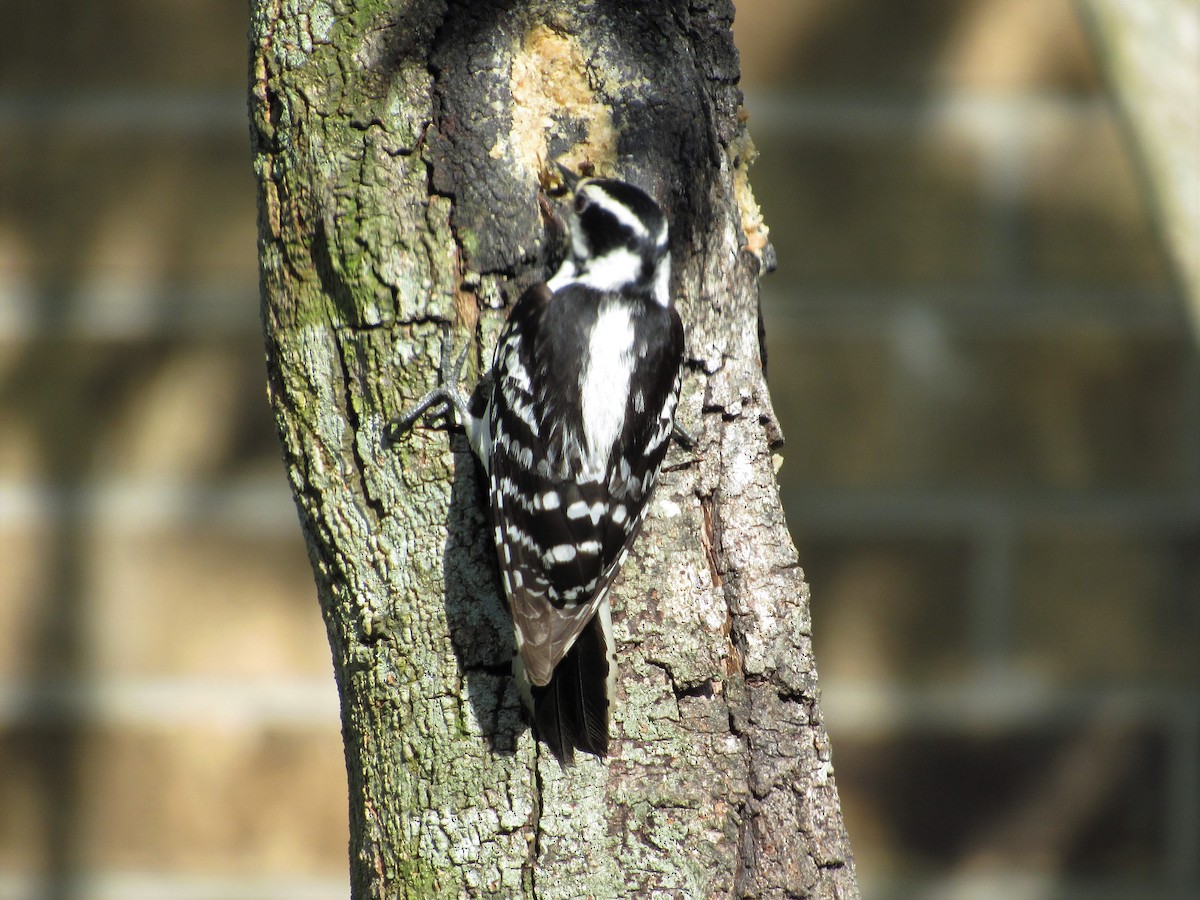 Downy Woodpecker - Judy Behrens