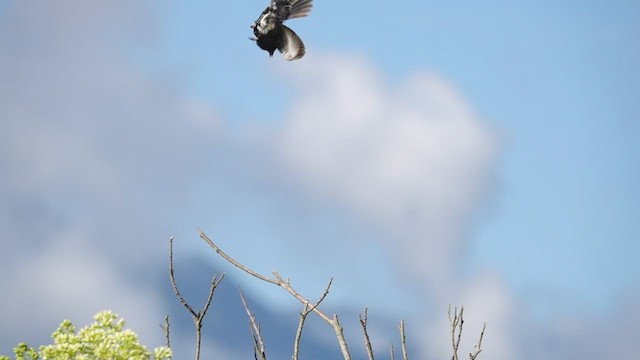 Blue-black Grassquit - ML546201281