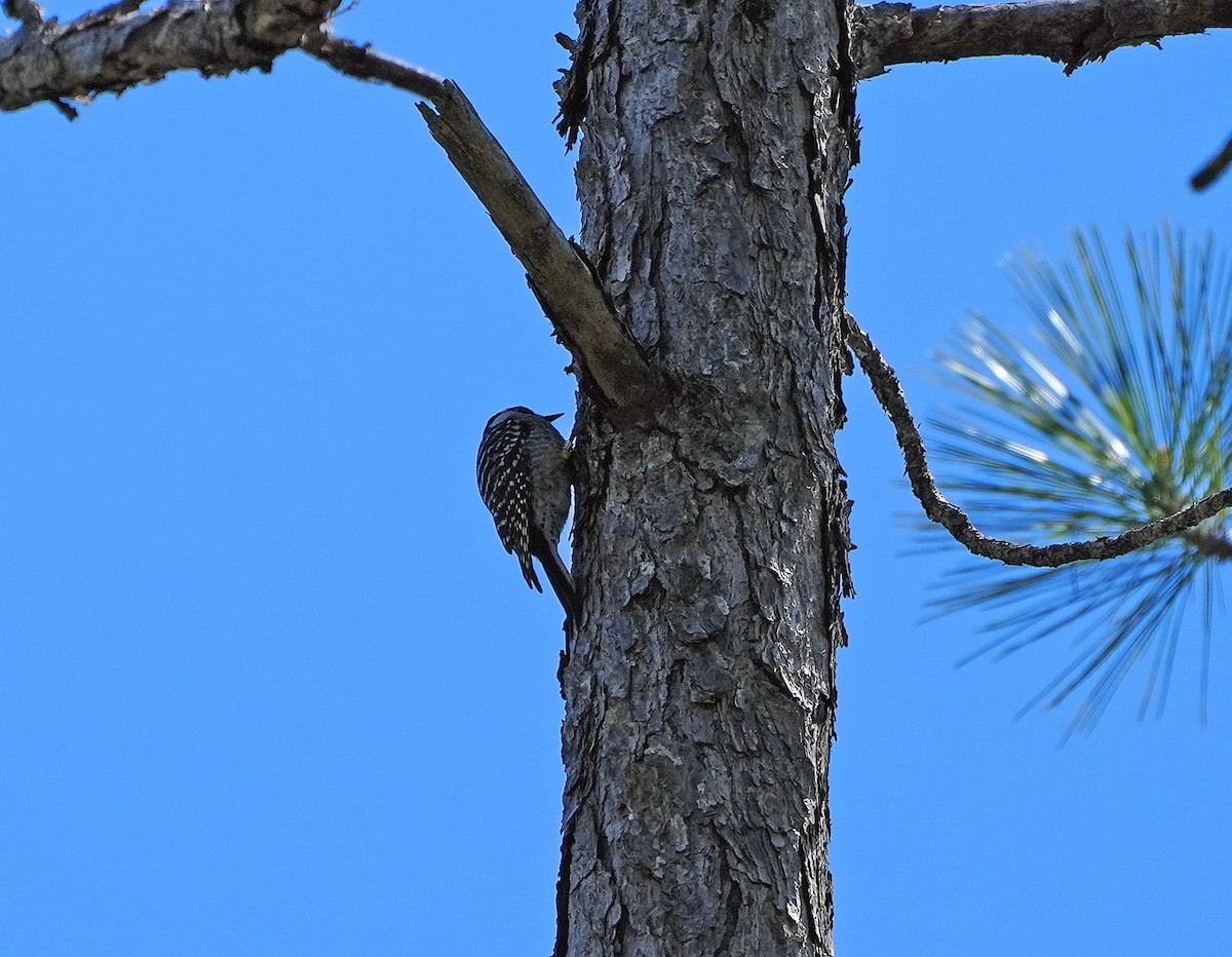 Red-cockaded Woodpecker - Anonymous