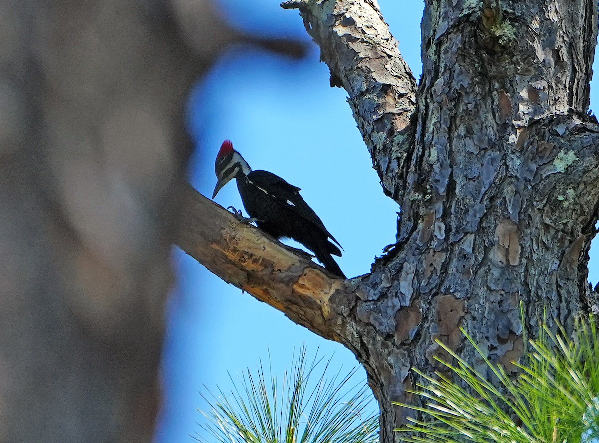Pileated Woodpecker - Anonymous