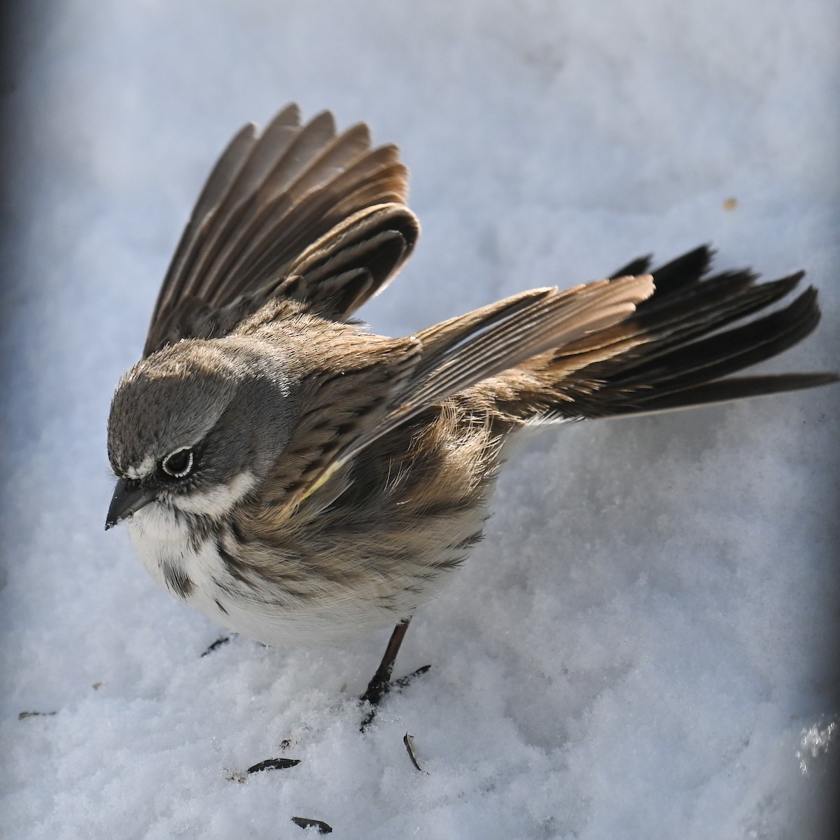 Sagebrush Sparrow - ML546204311