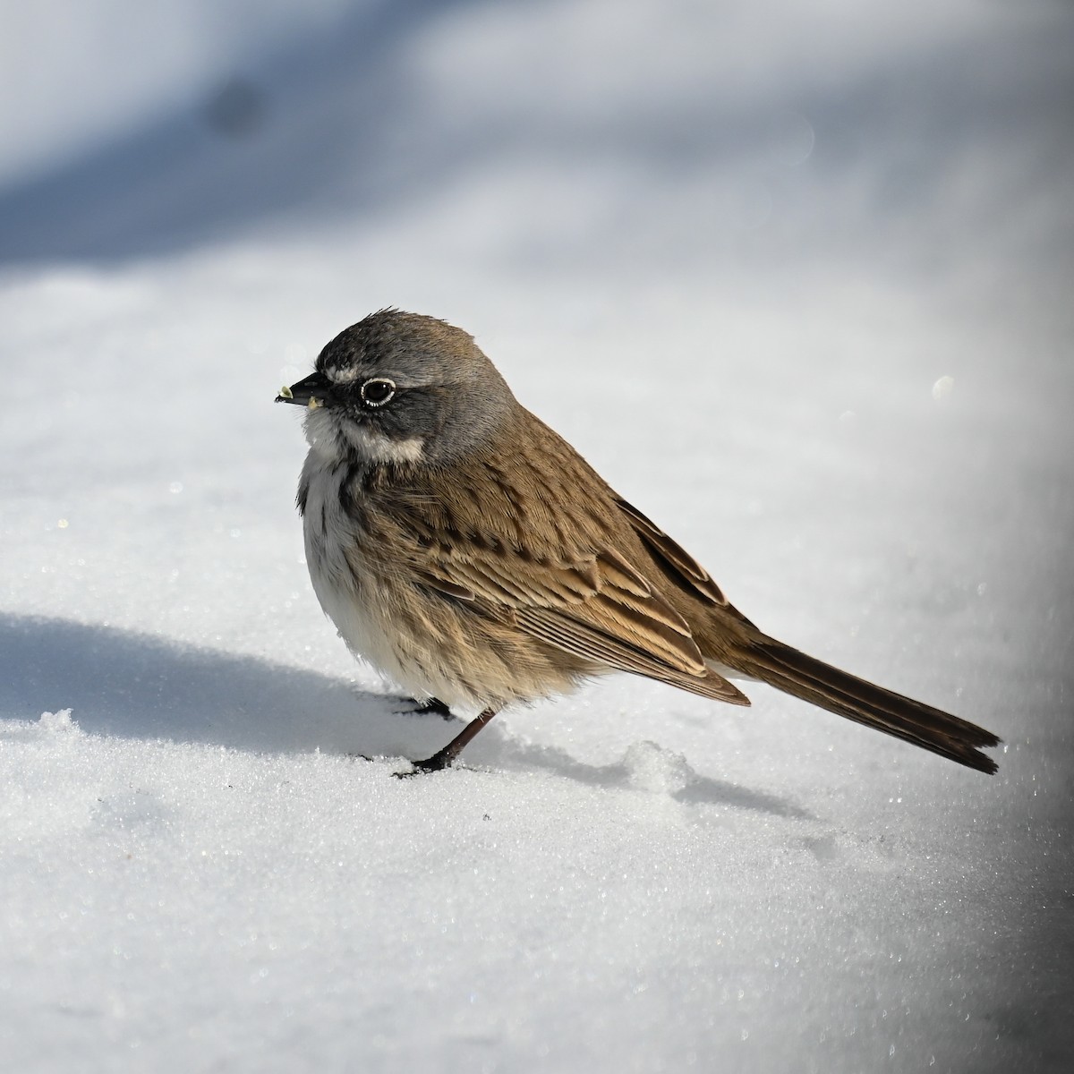 Sagebrush Sparrow - ML546204381