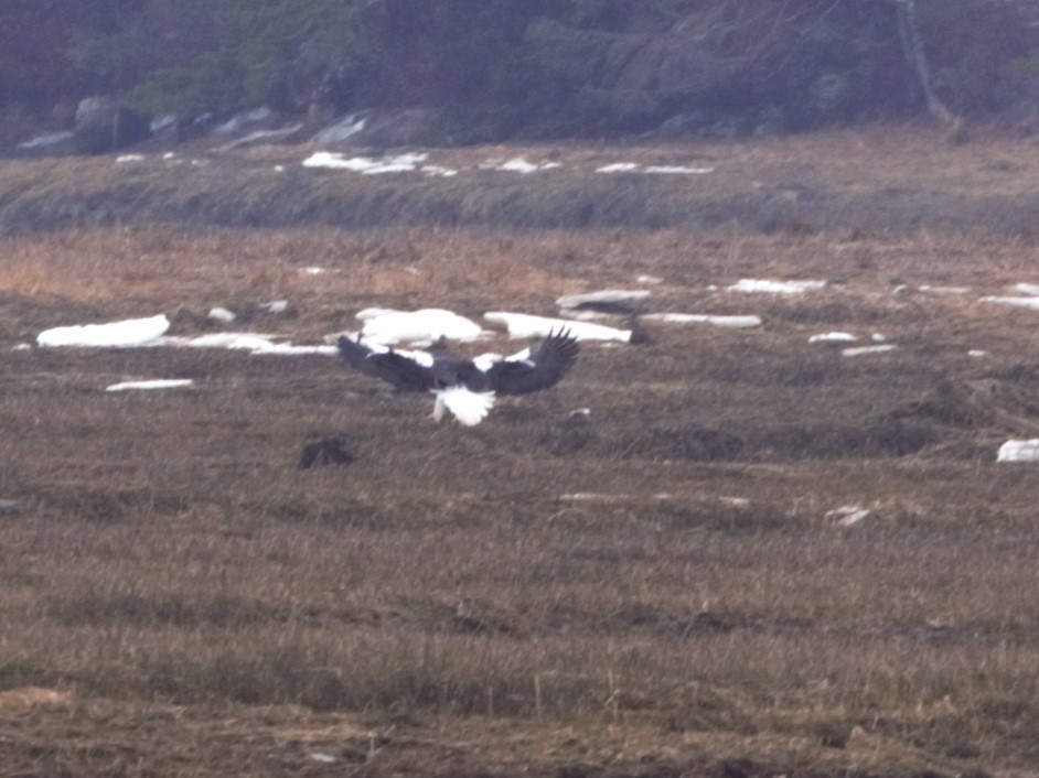 Steller's Sea-Eagle - ML546205731