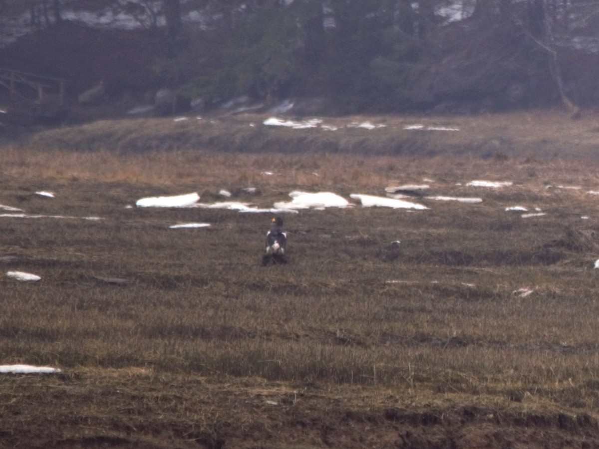 kjempehavørn - ML546205741