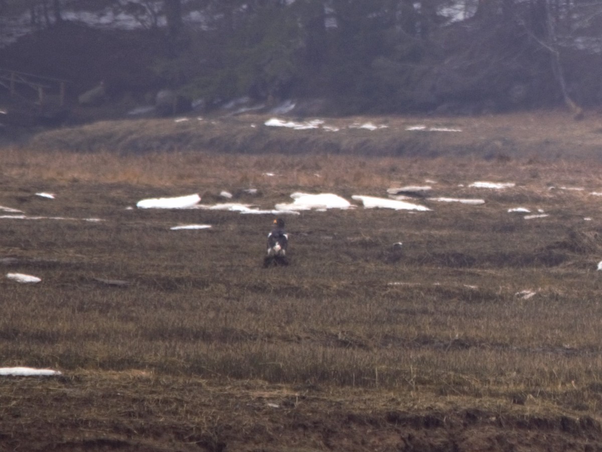 Steller's Sea-Eagle - ML546205741