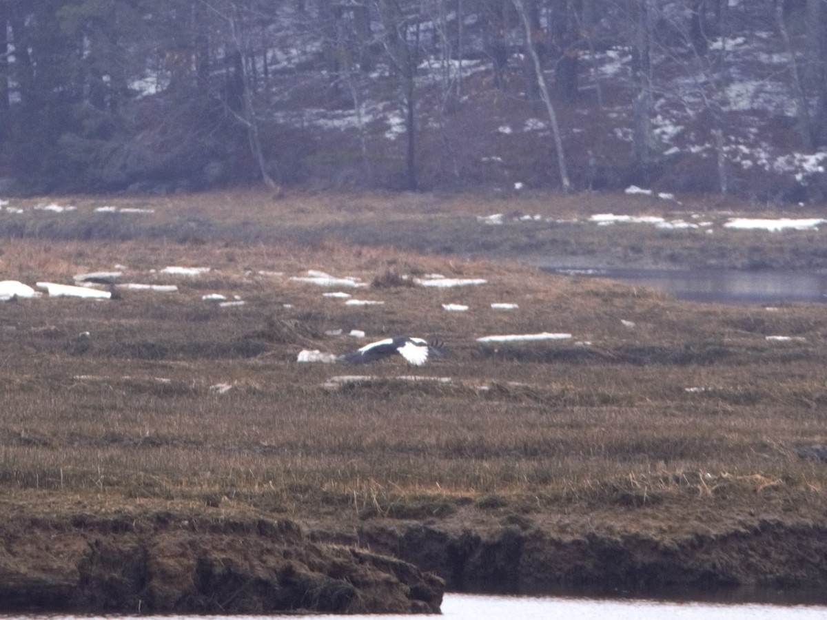 Steller's Sea-Eagle - ML546205751