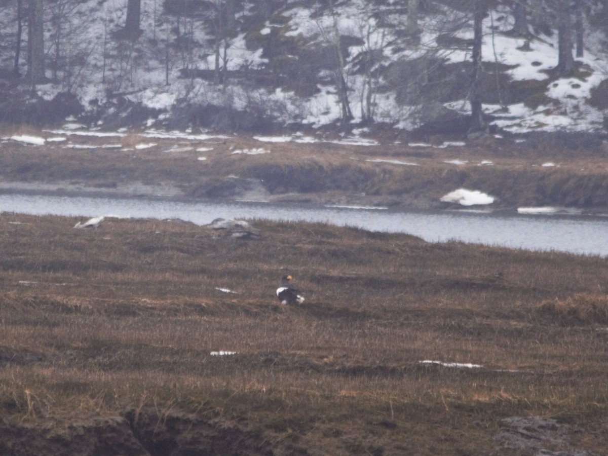 kjempehavørn - ML546205761