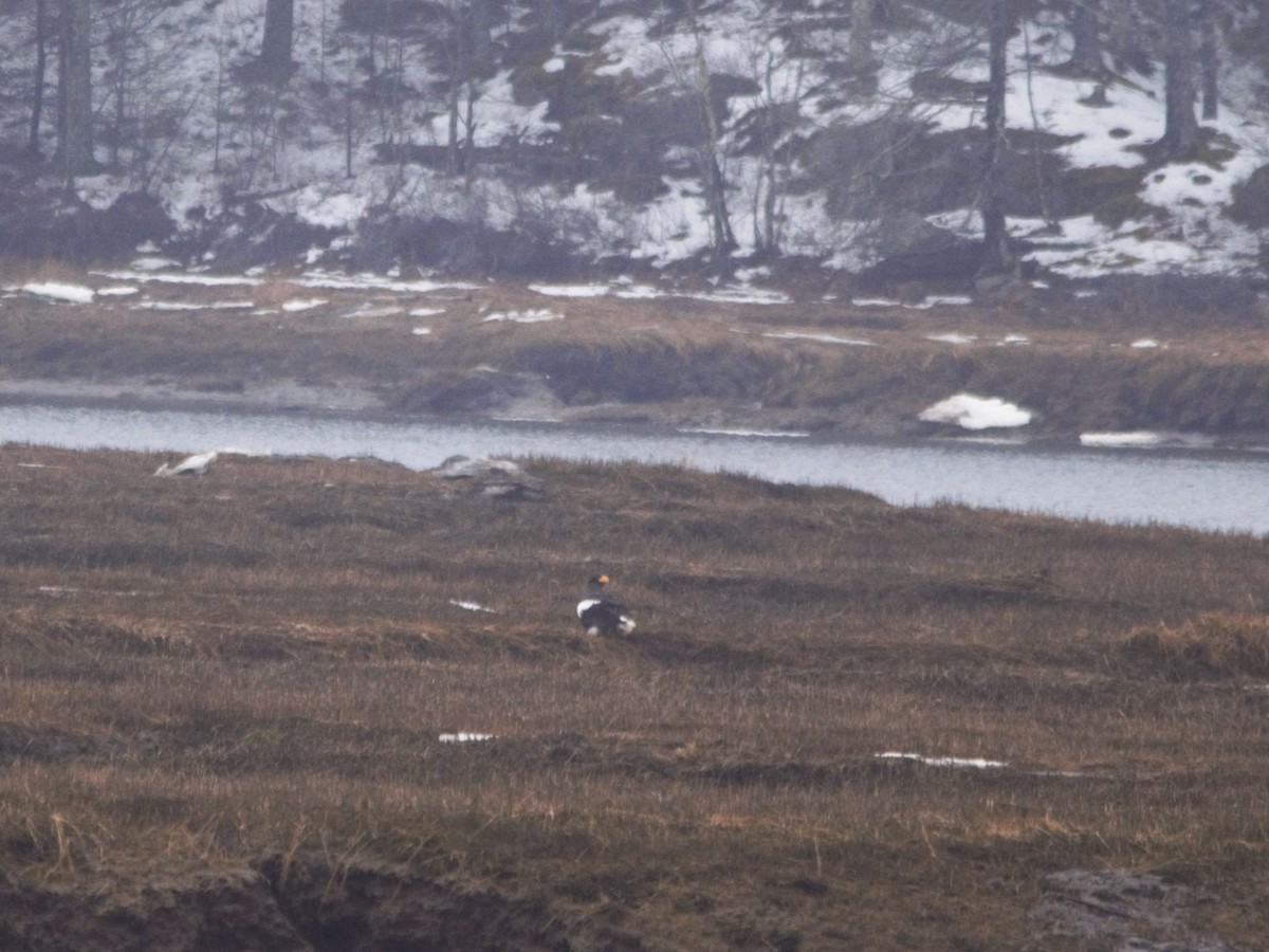 Steller's Sea-Eagle - ML546205761