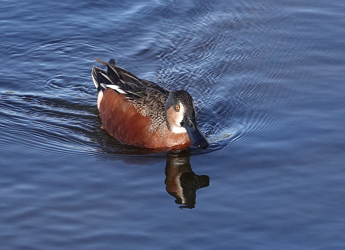 Cinnamon Teal x Northern Shoveler (hybrid) - ML546205871