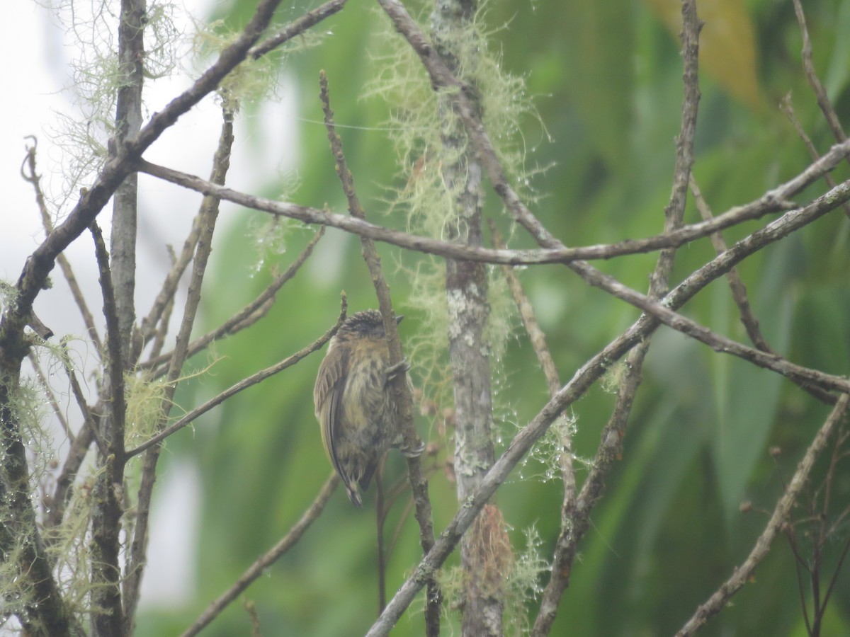 Olivaceous Piculet - ML546207691