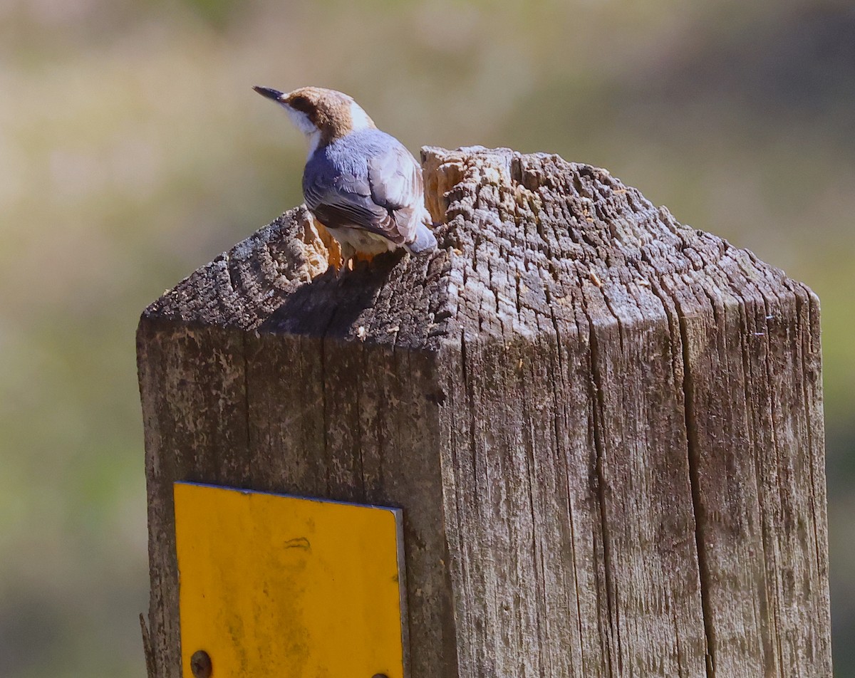 Brown-headed Nuthatch - ML546207771