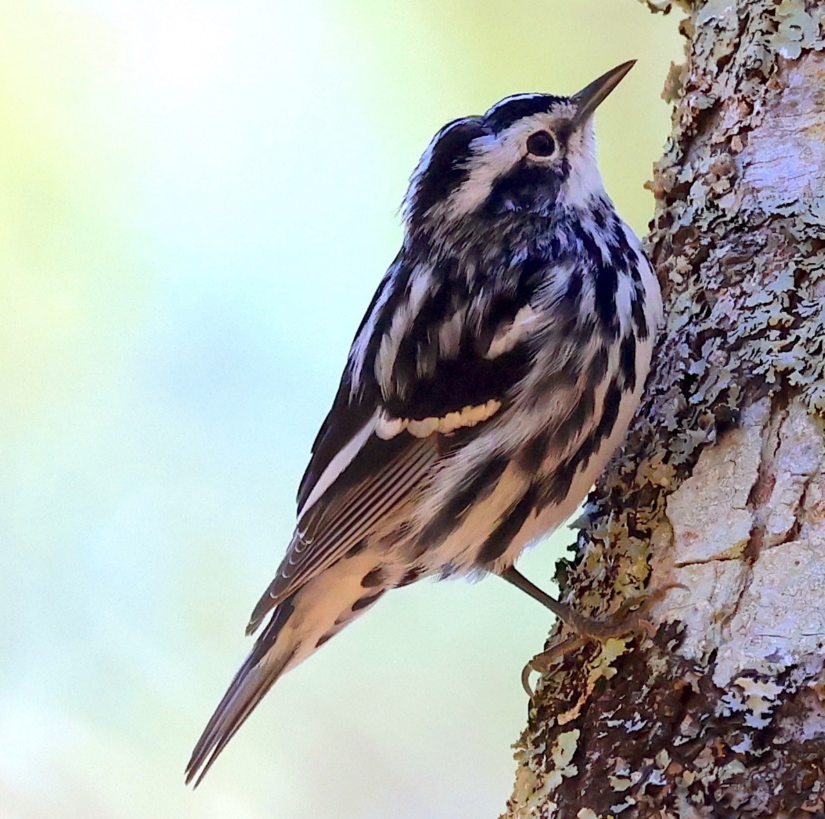 Black-and-white Warbler - ML546207861