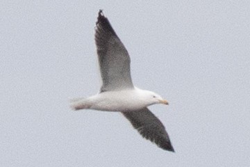 Great Black-backed Gull - ML546208781