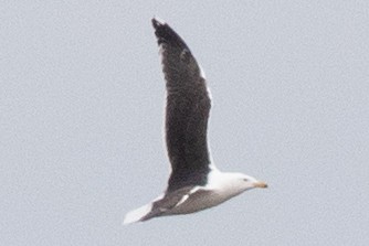 Great Black-backed Gull - ML546208791