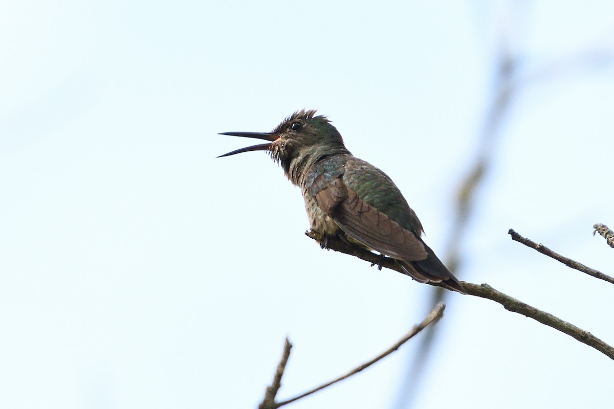 Scaly-breasted Hummingbird - ML546209441