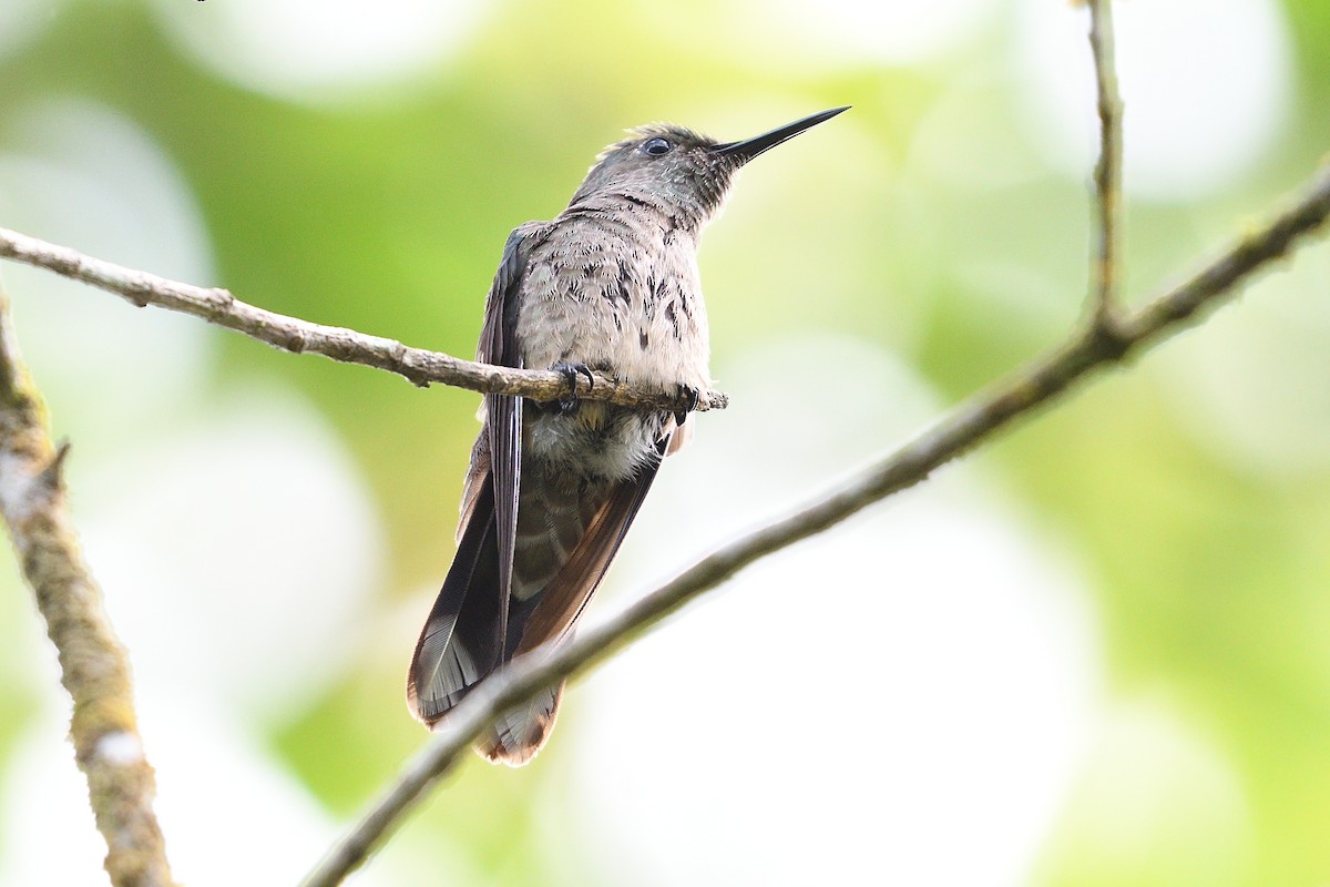 kolibřík skvrnitoprsý - ML546209451