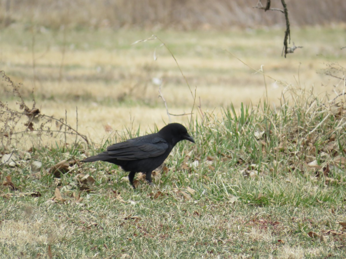 American Crow - ML546209841