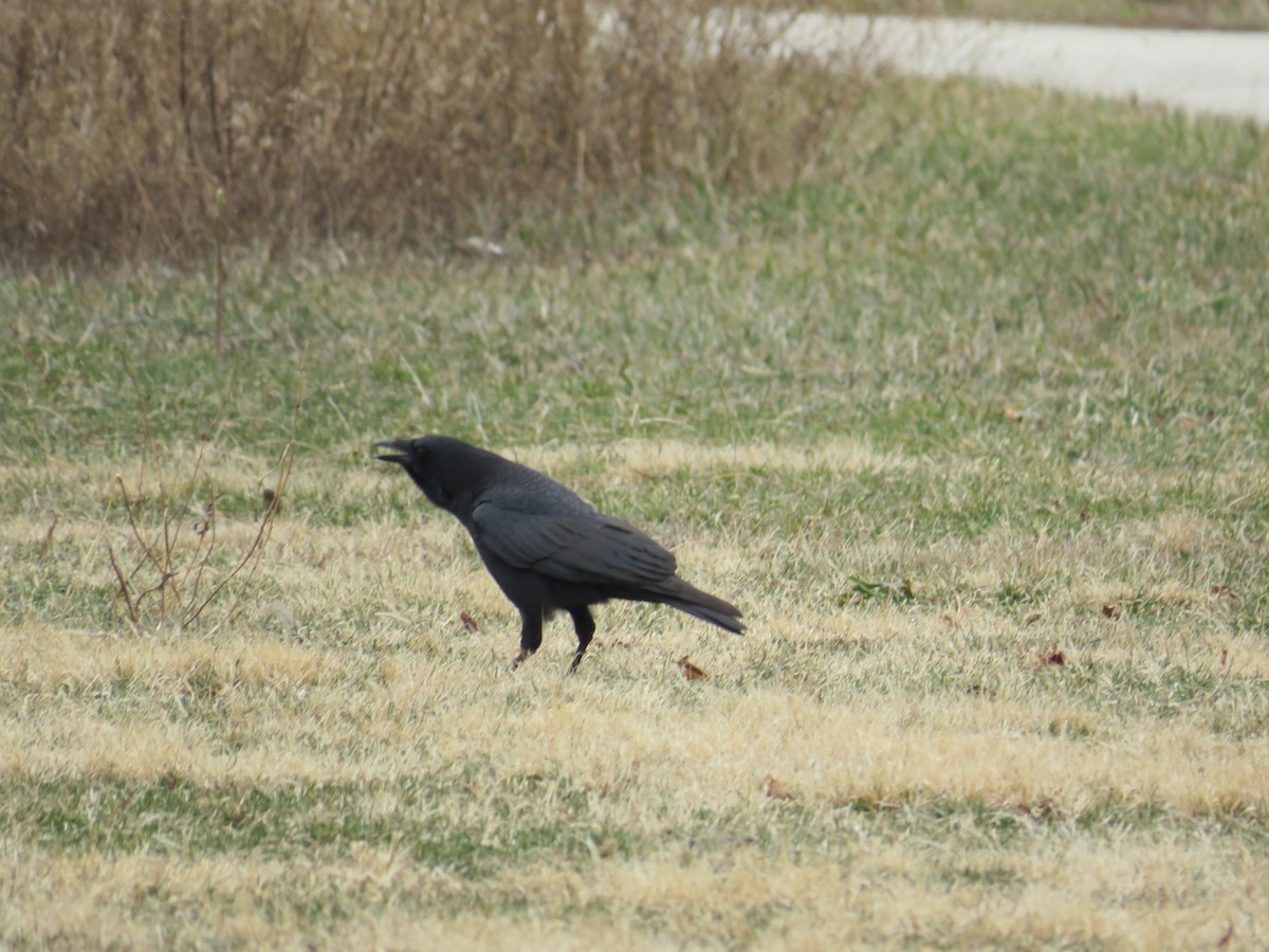 American Crow - ML546209861