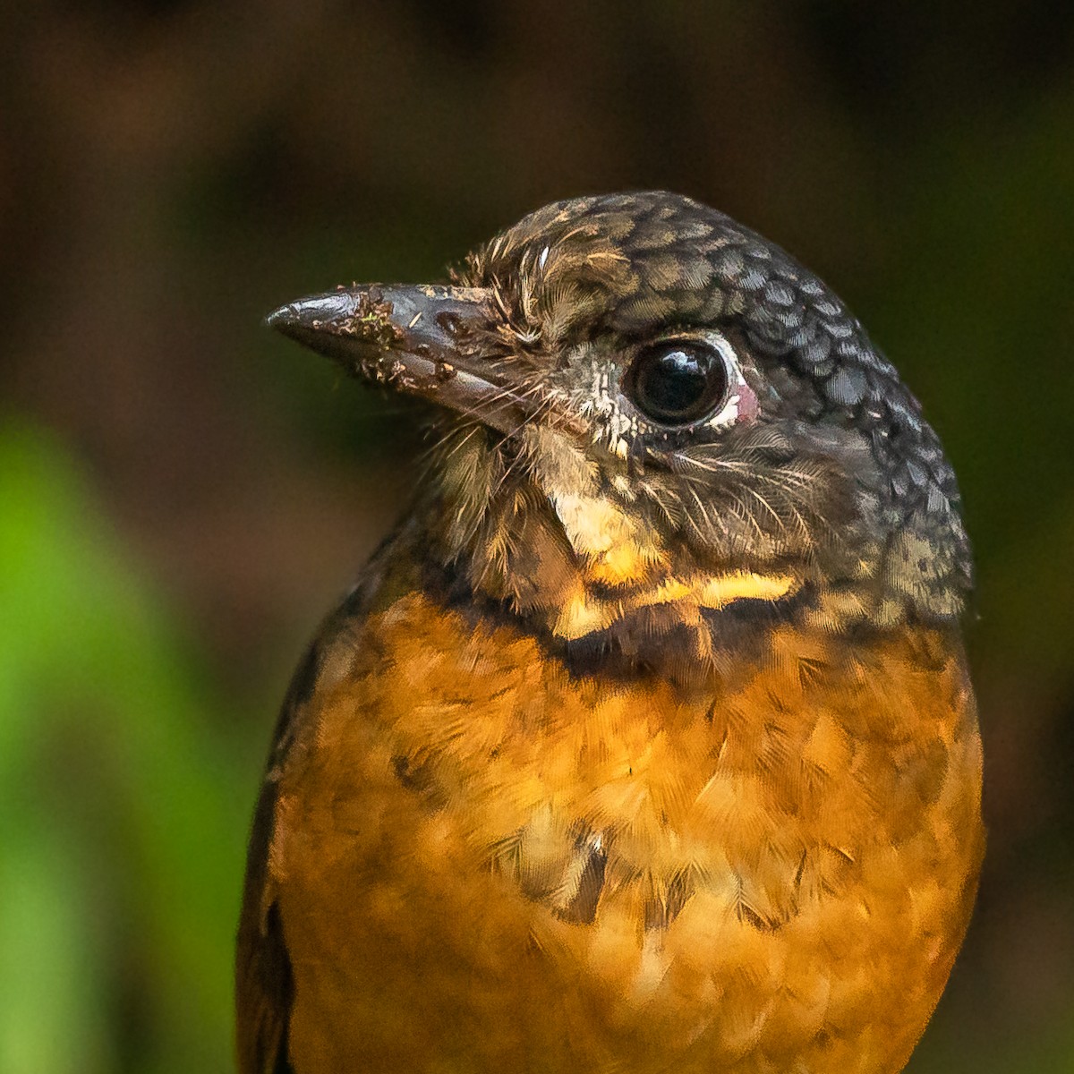 Scaled Antpitta - ML546209921