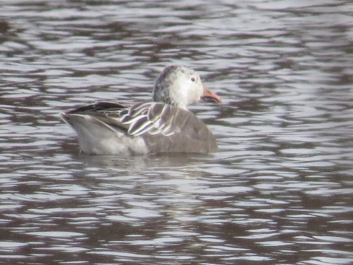 husa sněžní - ML546210301