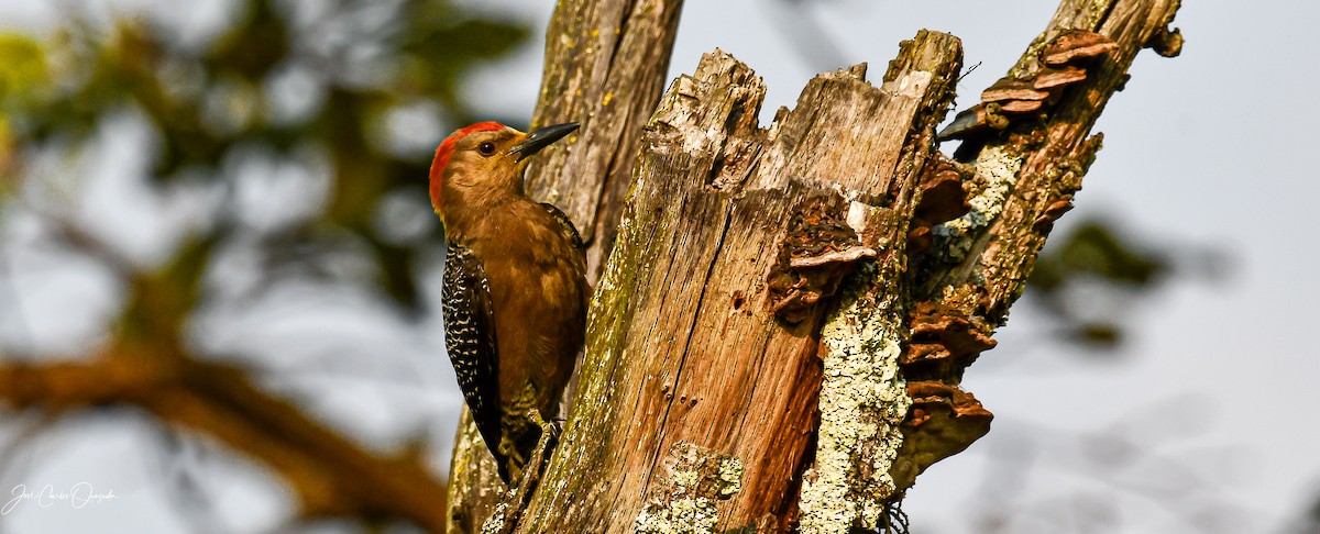 Golden-fronted Woodpecker - ML546210681