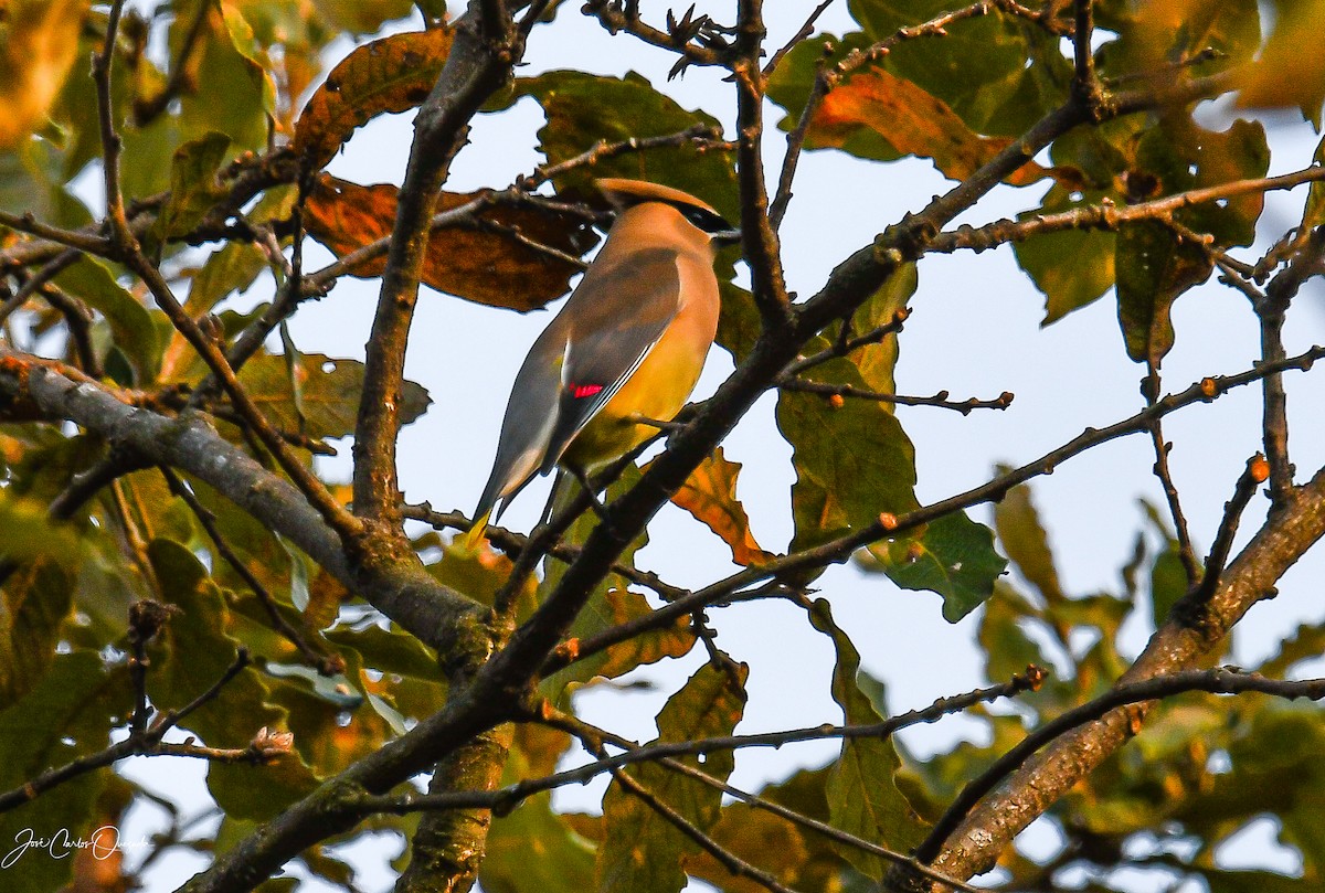Cedar Waxwing - ML546210711
