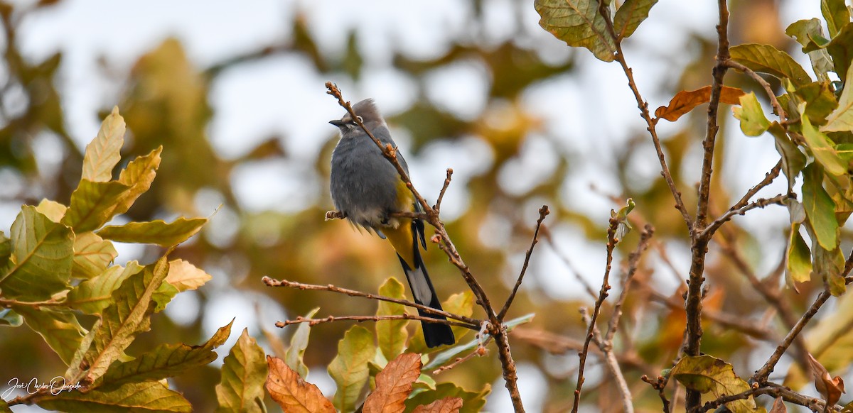 Gray Silky-flycatcher - ML546210751