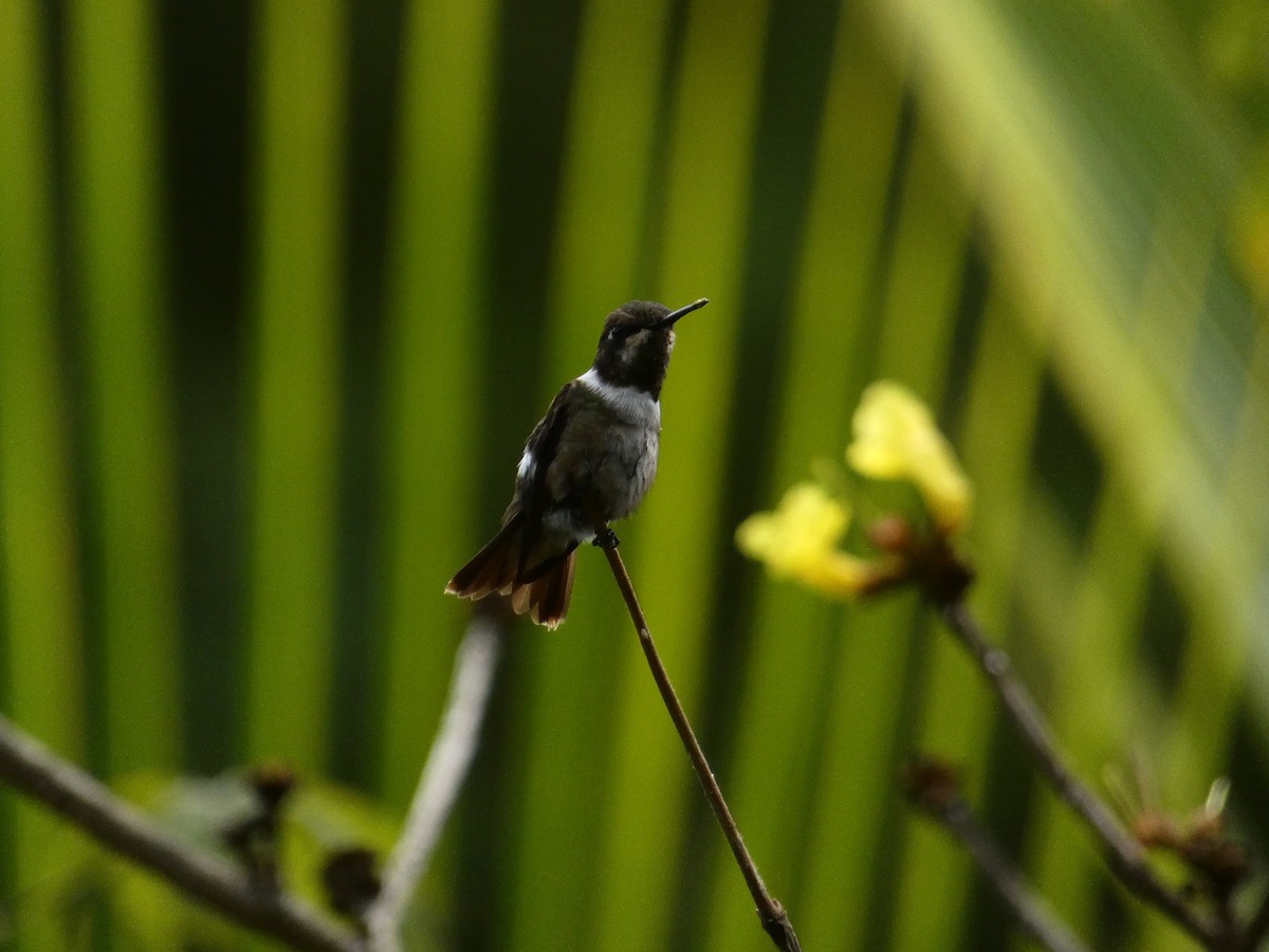 Amethyststernkolibri - ML546211121