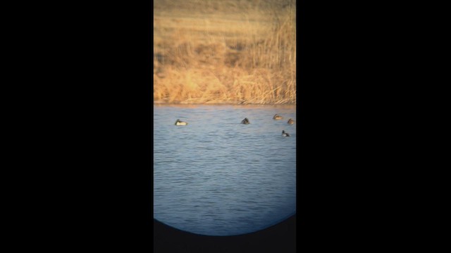 Ring-necked Duck x Lesser Scaup (hybrid) - ML546211681