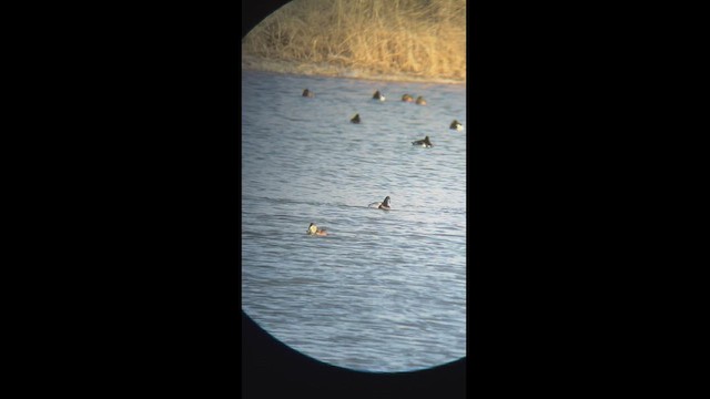 Ring-necked Duck x Lesser Scaup (hybrid) - ML546212341