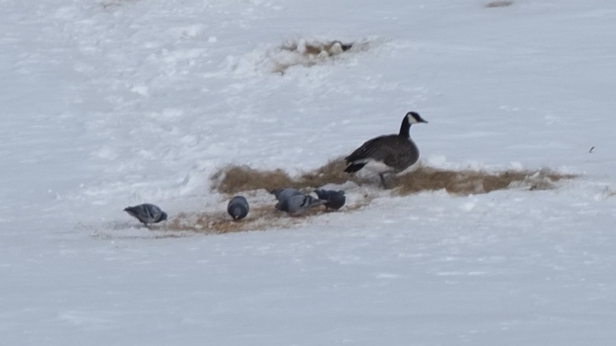 Canada Goose - Milton Paul