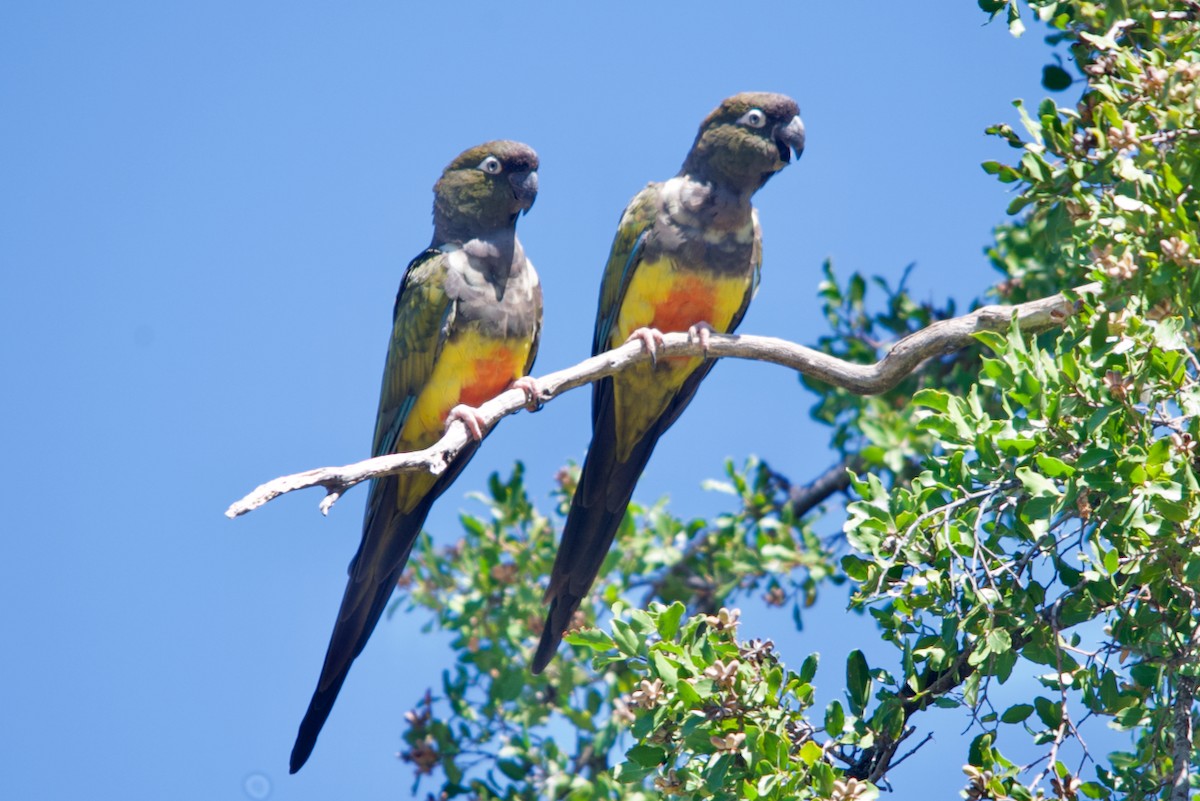 Patagonya Papağanı - ML546213171