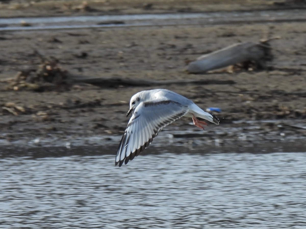 Bonaparte's Gull - Jenny Young