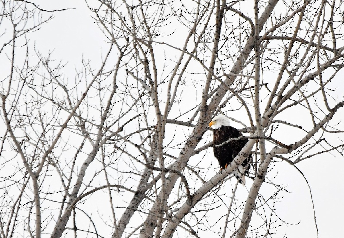 Weißkopf-Seeadler - ML546213601