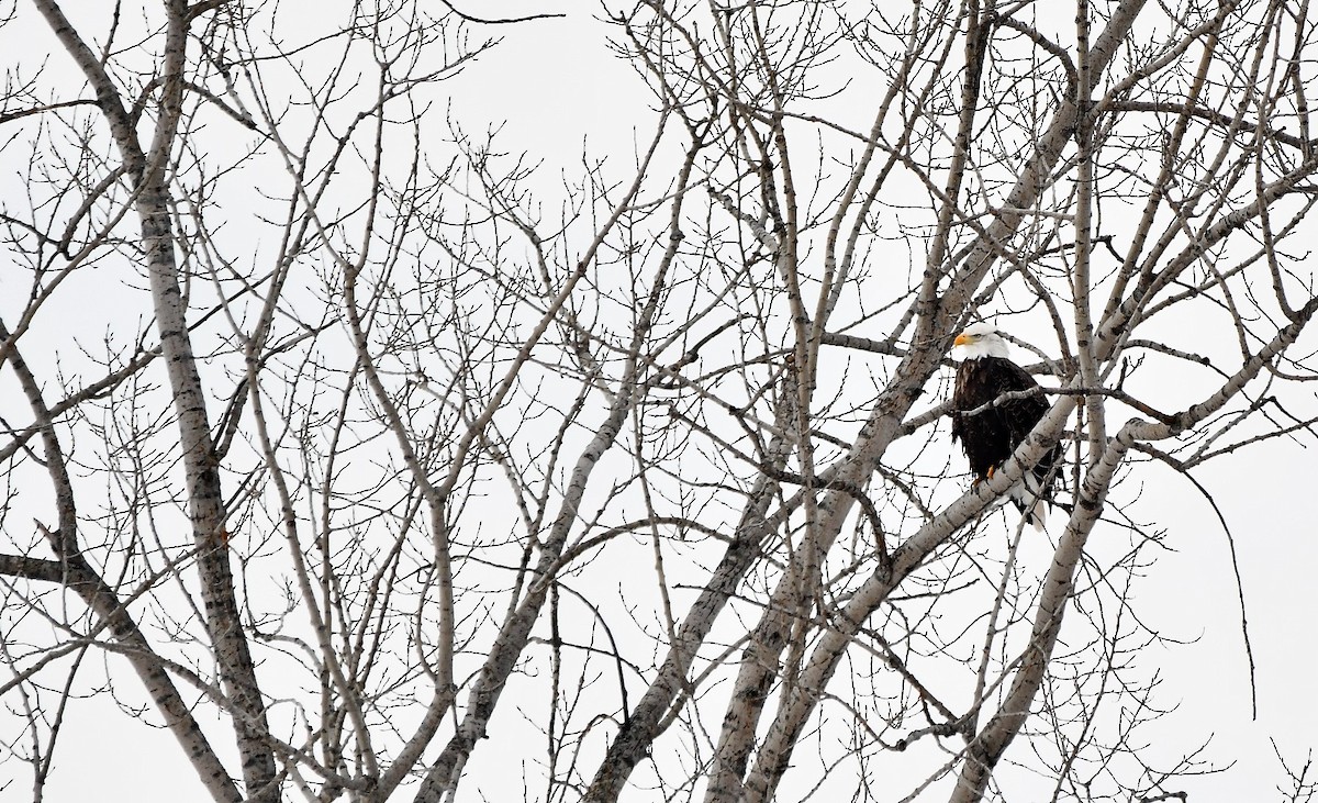 Bald Eagle - ML546213681