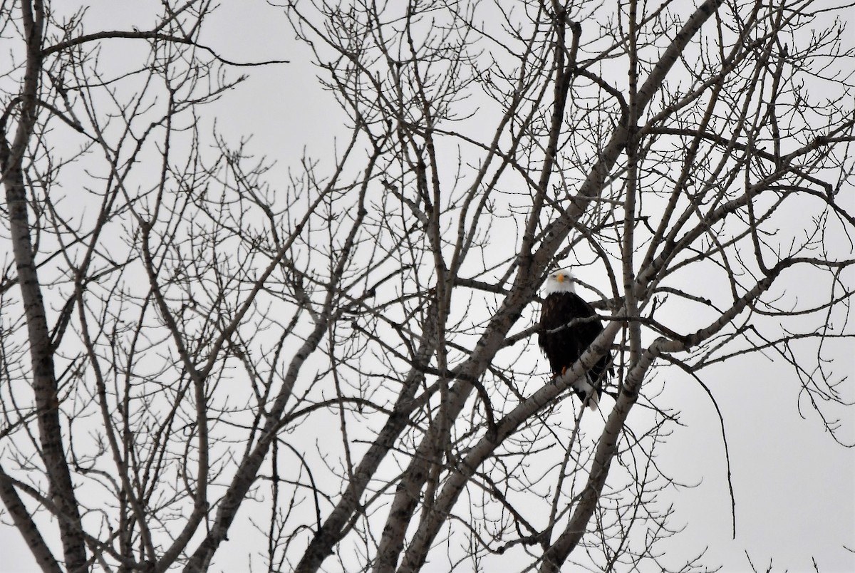 Weißkopf-Seeadler - ML546213791