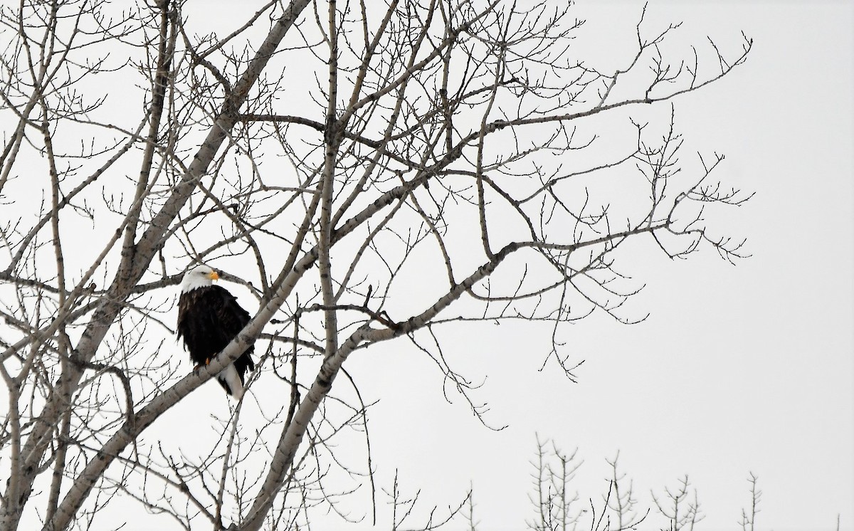 Bald Eagle - ML546213871