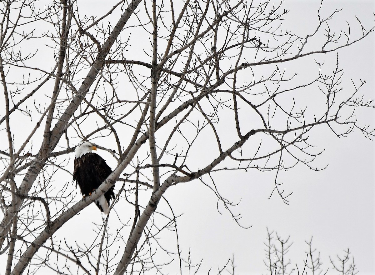 Weißkopf-Seeadler - ML546213971