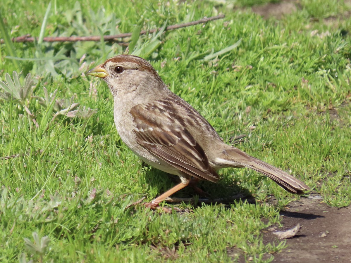 White-crowned Sparrow - Alane Gray