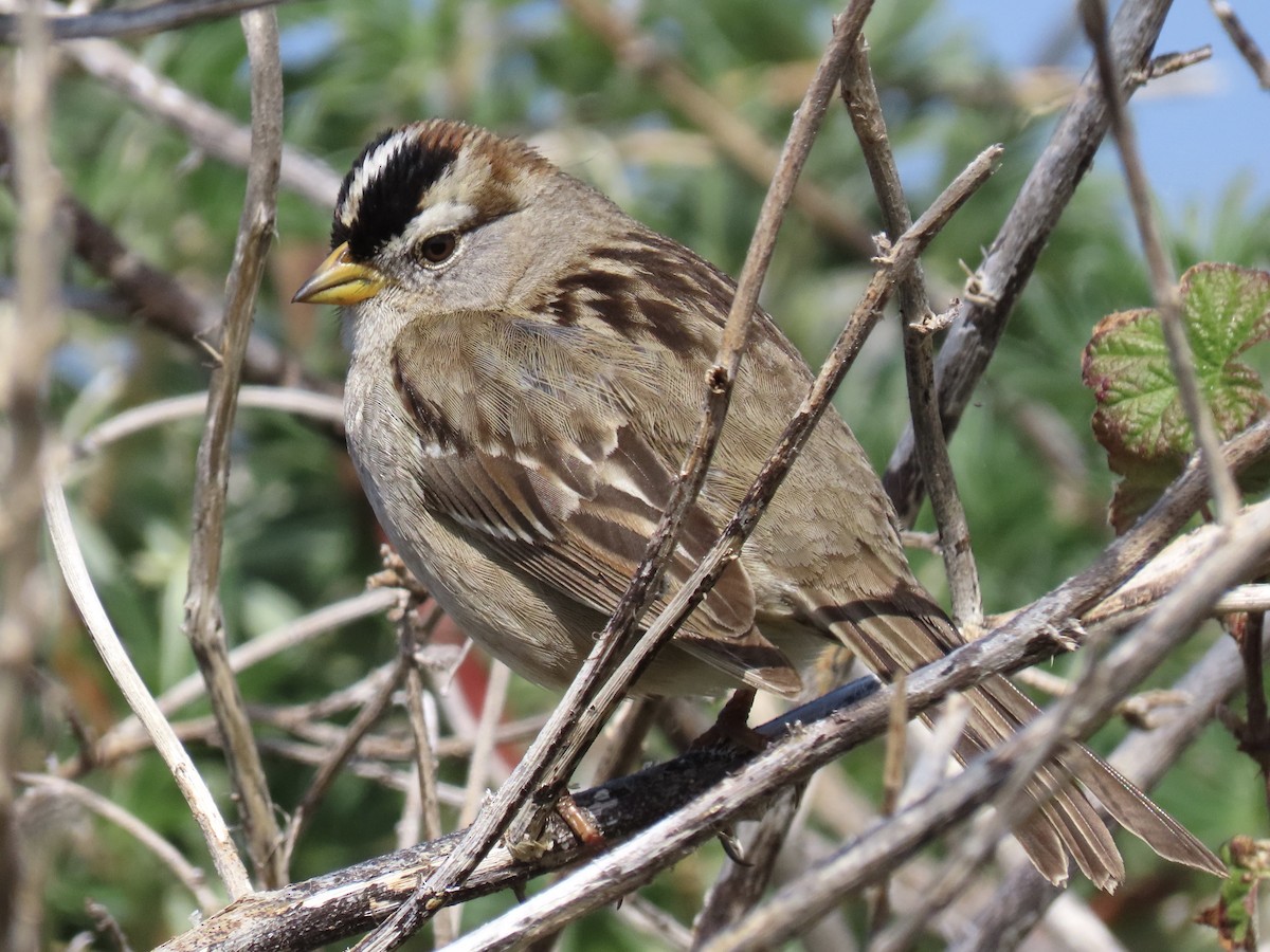 White-crowned Sparrow - Alane Gray