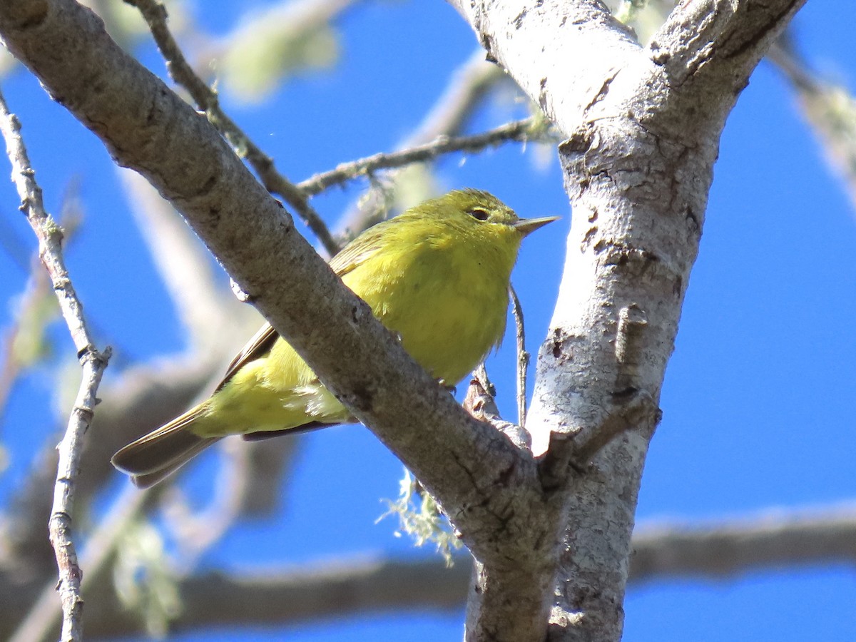 Orange-crowned Warbler - ML546214651