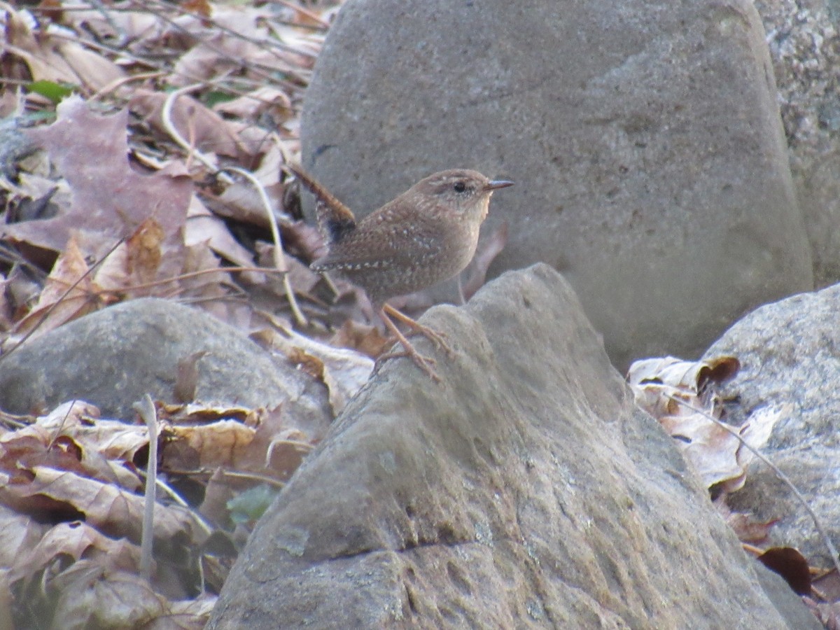 Winter Wren - ML546214711