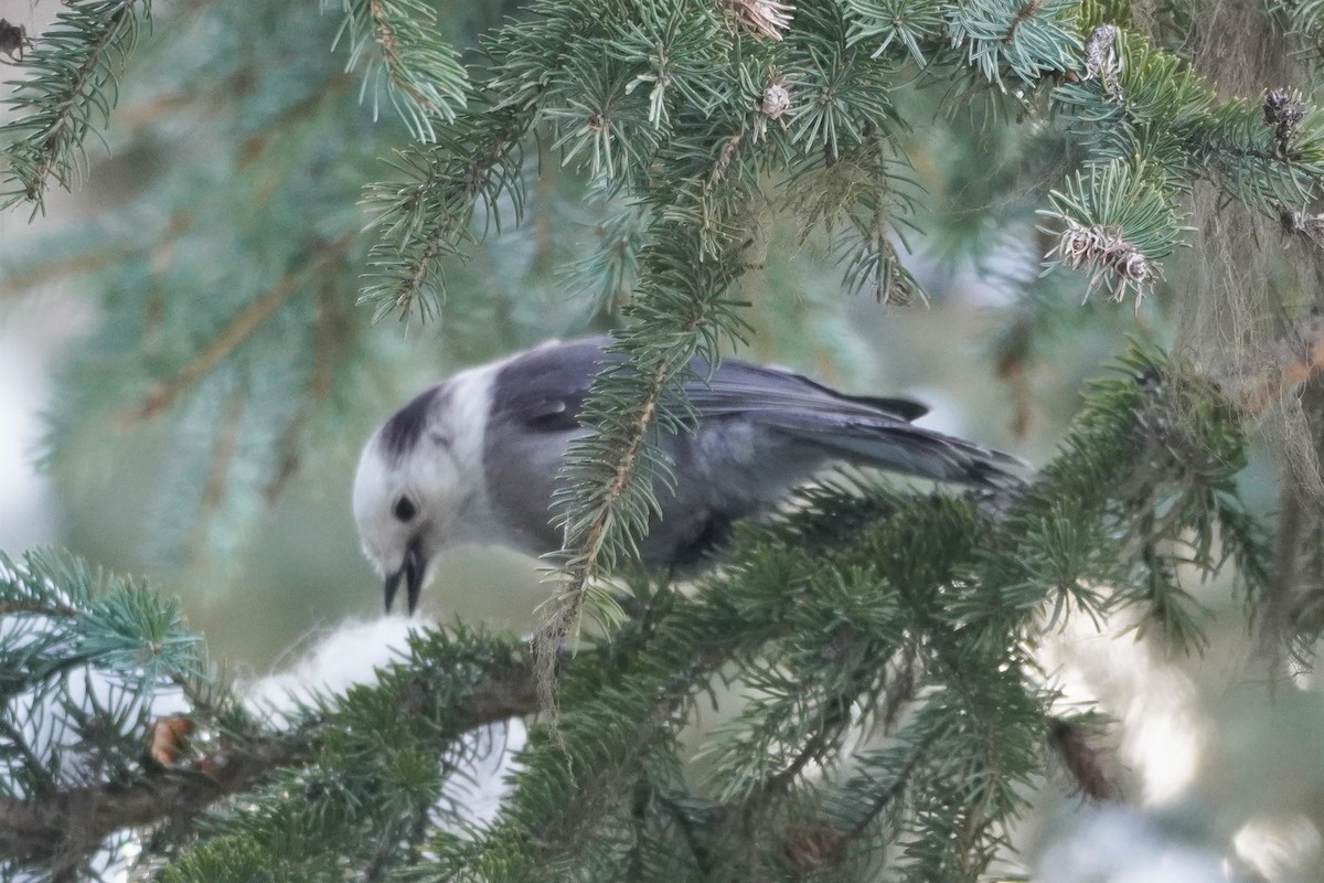 Canada Jay - ML546215251